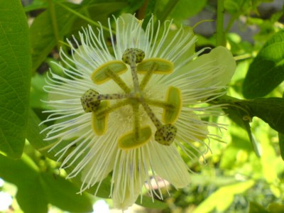 Passis und Jugendangeln 007.jpg