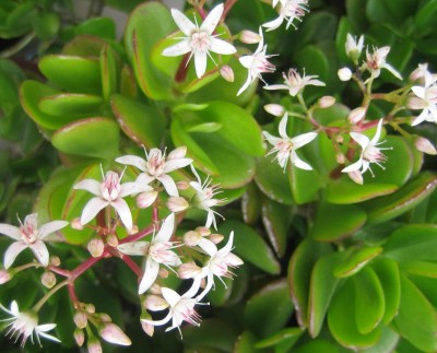 20100117_0001.JPG