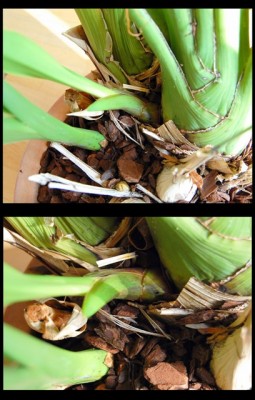 Cymbidium.jpg