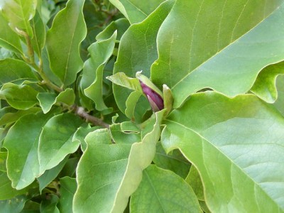 Purpurmagnolie - Magnolia liliiflora 'Susan' 20.06.07.JPG