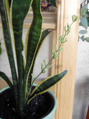 Bogenhanfblüte - Sansevieria trifasciata Laurentii.JPG