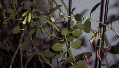 Pflanzen 2010-01-22 012.jpg