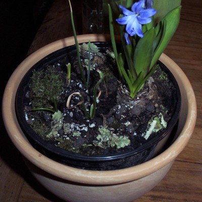 Pflanzen 2010-01-22 015.jpg