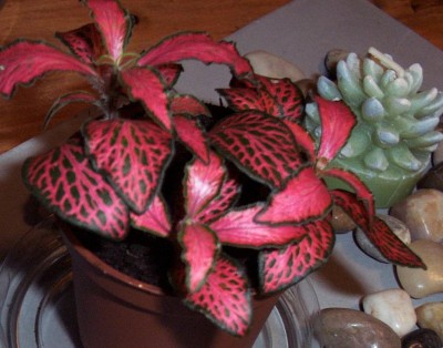 Pflanzen 2010-01-22 013.jpg
