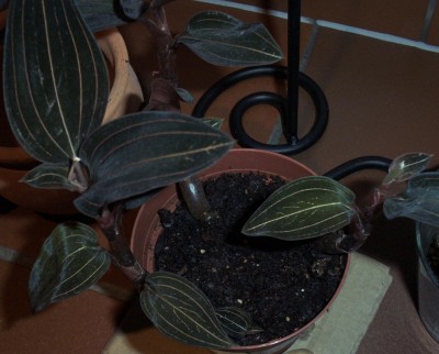 Pflanzen 2010-01-22 010.jpg