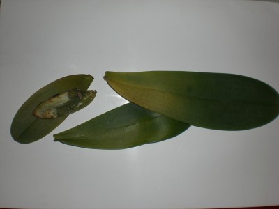 CIMG6505.JPG