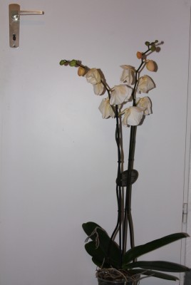 Phalenopsis Hybride - 23.01.2010.jpg