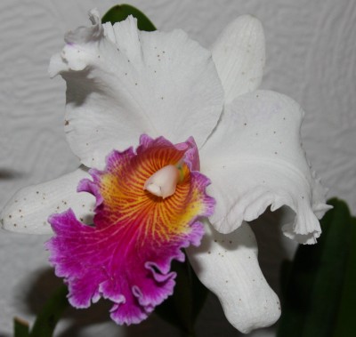 Cattleya big varut rittiman - 23.01.2010 - 2.jpg