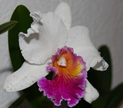 Cattleya big varut rittiman - 23.01.2010 - 1.jpg