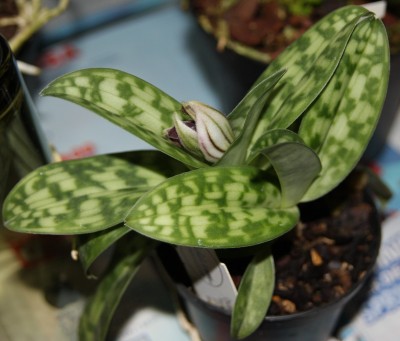 paphiopedilum purpuratum - 23.01.2010 -1.jpg