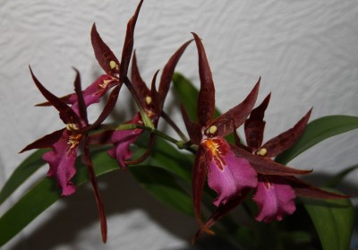 Brassia Hybride Alora Sunday Best Ontario - 23.01.2010 - 1.jpg