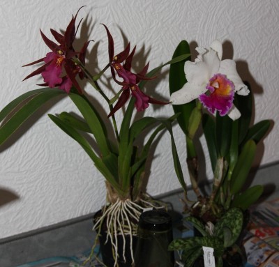 Orchideen - 23.01.2010.jpg