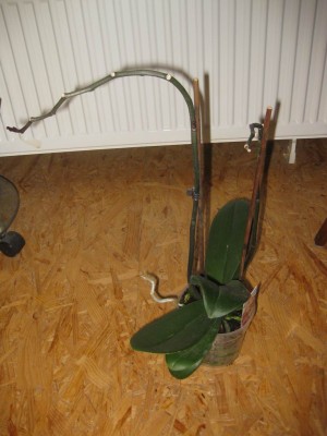 Größenänderung IMG_1491.JPG