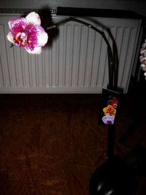Größenänderung Wiederbelichtung von IMG_1488.JPG