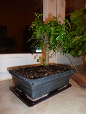 bonsai3.jpg