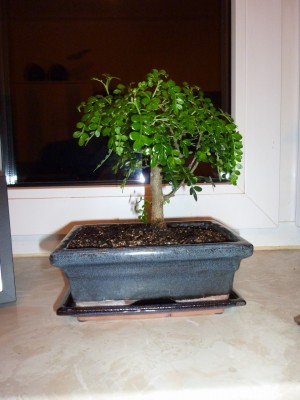 bonsai2.jpg