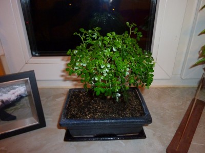 bonsai1.jpg