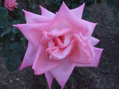 PICT0041.jpg