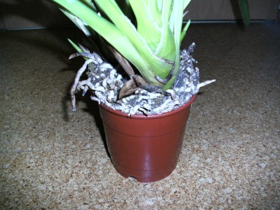BILD0491.JPG