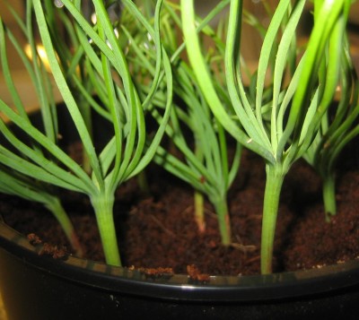 20100121_0001_2.JPG