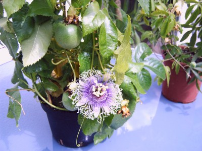 passi 005.jpg