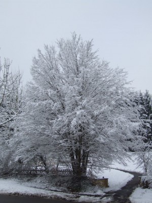 DSCF4988.JPG