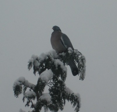 20100125_0001_9.JPG