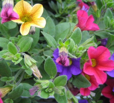 20090605_0001_5.JPG