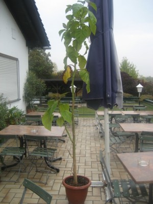 Tamarillo.JPG
