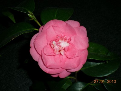 DSCN62950001.JPG