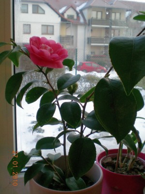 DSCN62960001.JPG