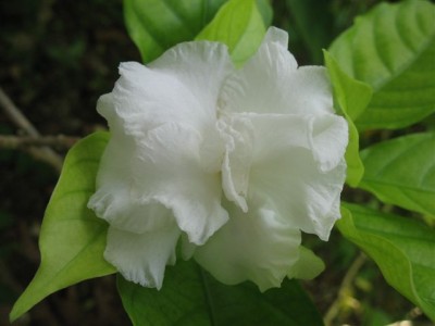 Tropenflora (19).JPG