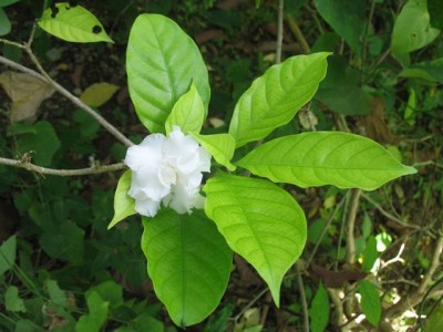 Tropenflora (18).JPG