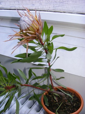 Protea.JPG