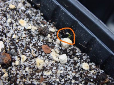 Meine Bilder 1078a.jpg