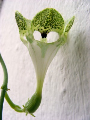DSCF6794.JPG