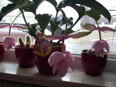 Billy auf dem Arm 004.JPG