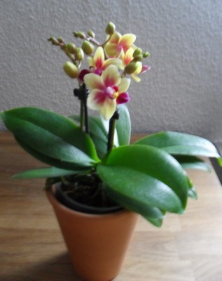 SDC12339_Bildgröße ändern.JPG