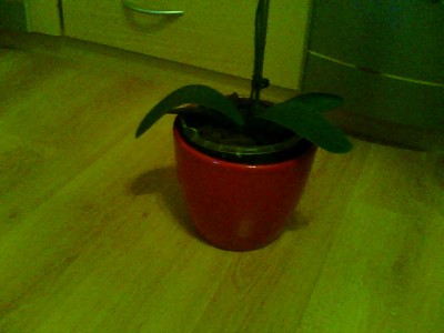 Snapshot_20100127.jpg