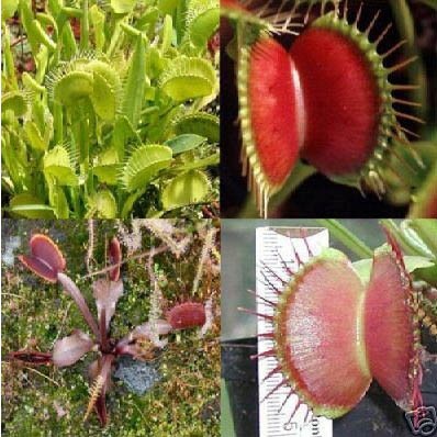 Dionaea muscipula.jpg