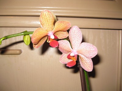 IMG_2656.JPG