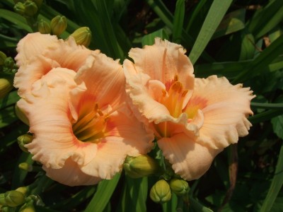 Siloam Powder Pink_.jpg