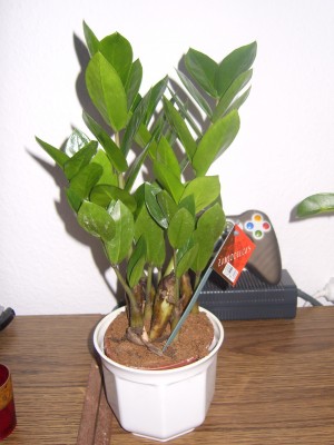 DSCI0006.JPG