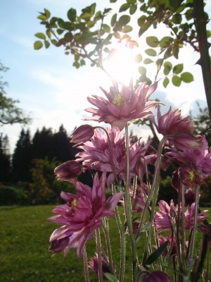 Aquilegia vulgaris Clementine Salmon1.jpg
