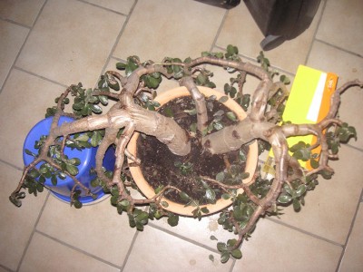 PICT0042.JPG