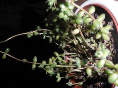 P1290411.JPG