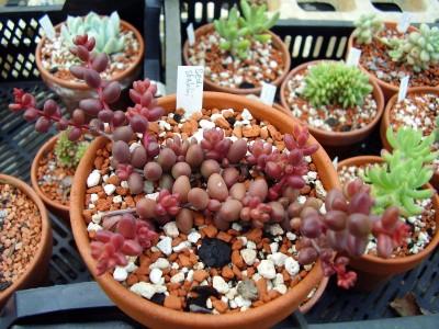 Sedum stahlii.JPG