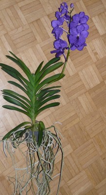 IPM10 024.JPG