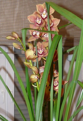 IPM10 019.JPG