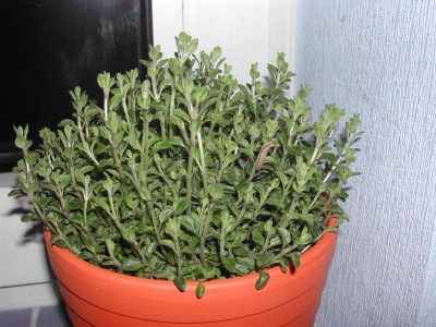 DSCN6791.JPG